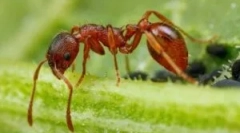 Furnici: descriere, caracteristici și stil de viață